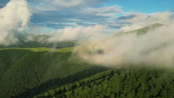 Mist Captivating Drone Shots Cloud Covered Spruce Forest Carpathians — Vídeo de Stock