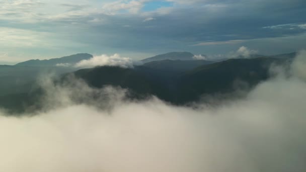 Voo Místico Jornada Drone Sobre Floresta Nebulosa Abetos Nas Montanhas — Vídeo de Stock