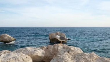 İspanya 'nın Calpe kentindeki Penyal d' Ifac Doğal Parkı yakınlarında taşın üzerinde duran martı. Beyaz kuşların yakın görüntüsü martı..