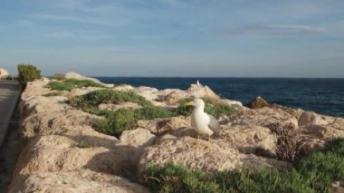 Bir kayanın üzerindeki martılara yakın çekim. Sarı bacaklı martı (Larus michahellis) sabahın köründe sahilde. Akdeniz kıyısında. Calp, Alicante, İspanya