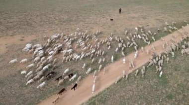 Köpekli bir çoban koyun ve keçi sürüsünü tarladan geçirir. Hava aracı görüntüsü 4K. Torrevieja İspanya