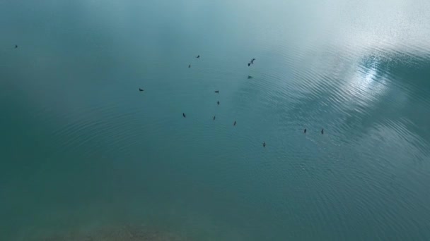 野鸭在湖上休息 在蓝色的水面上飞翔 空中无人机镜头 上下颠倒 — 图库视频影像