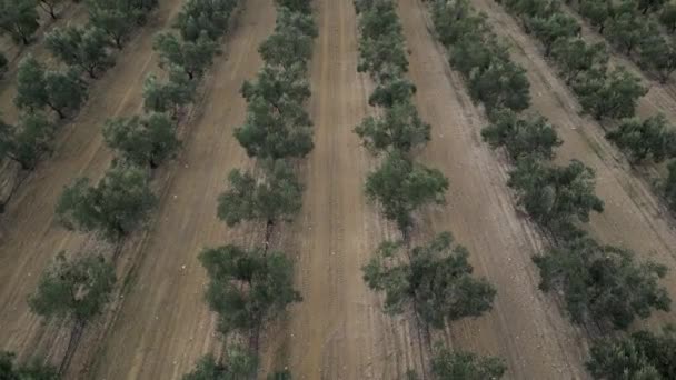 Olive Trees Cultivated Garden Aerial Drone Footage Bird Eye Top — Stock Video