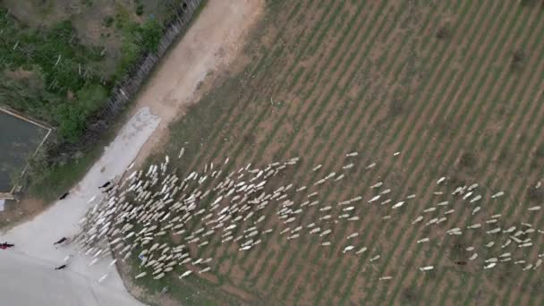 Stádo Ovcí Koz Kráčející Přes Pole Jezerem Pozadí Letecký Záznam — Stock video