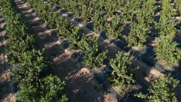 Orangen Reifen Auf Den Bäumen Eines Obstgartens Orangenplantage Luftaufnahme Spanien — Stockvideo