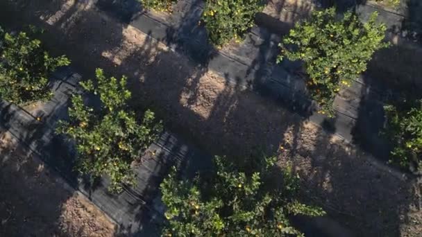 Naranjas Que Maduran Los Árboles Huerto Naranjos Plantación Vista Aérea — Vídeo de stock