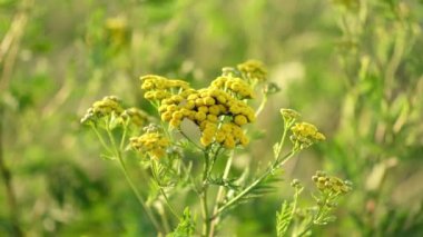 Sarı, tanemsi çiçekler, yakın plan. Tansy, halk tıbbında kullanılan uzun ömürlü bir bitkidir. Tanasetum vulgare.