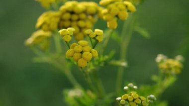 Sarı, tanemsi çiçekler, yakın plan. Tansy, halk tıbbında kullanılan uzun ömürlü bir bitkidir. Tanasetum vulgare.