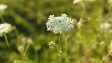 Vahşi havucun beyaz çiçekleri. Doğal çayırda (daucus carota) küçük beyaz çiçekli kireçtaşı bitkisi. Piskopos danteli mi yoksa Kraliçe Anne danteli mi?