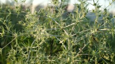 Eryngium kampı. Bush Eryngium kampı çayır bitkisi.