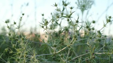 Eryngium kampı. Bush Eryngium kampı çayır bitkisi.