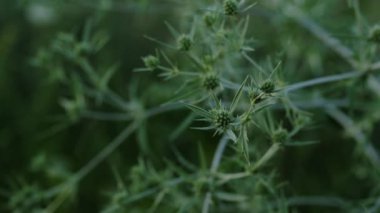 Eryngium kampı. Bush Eryngium kampı çayır bitkisi.