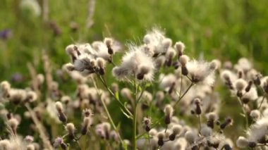 Cirsium arvense. Saha tıbbi bitkileri. Rüzgarda savrulan yabani çiçekler. Sürünen devedikeni ya da pembe devedikeni