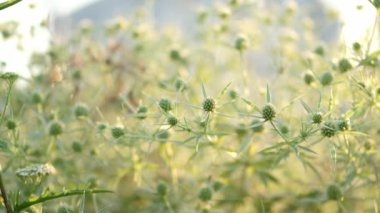 Eryngium kampı. Bush Eryngium kampı çayır bitkisi.