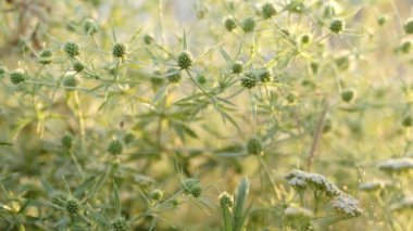 Eryngium kampı. Bush Eryngium kampı çayır bitkisi.