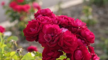 Birden fazla tomurcuğu olan gül çiçeği çalısı. Gül çiçeklerinde örümcek ağı