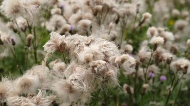 Cirsium arvense. Saha tıbbi bitkileri. Rüzgarda savrulan yabani çiçekler. Sürünen devedikeni ya da pembe devedikeni