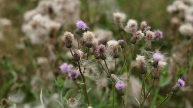 Cirsium arvense. Saha tıbbi bitkileri. Rüzgarda savrulan yabani çiçekler. Sürünen devedikeni ya da pembe devedikeni
