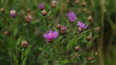 Çayırda çiçek açan kahverengi knapweed (Centaurea jacea). Mor çiçek kahverengi knapweed.