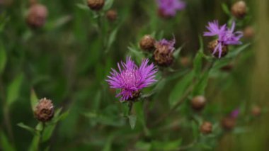Çayırda çiçek açan kahverengi knapweed (Centaurea jacea). Mor çiçek kahverengi knapweed.