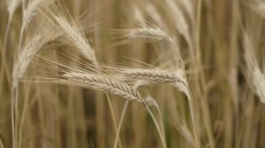 Tarla buğdayının videosunu kapat. Yaz günü tarım alanında olgunlaşmış buğday yetiştirmek. Buğday ekimi, çiftçi tarlası. Büyük buğday hasadı. İş yemeği yetiştirir. Tarım endüstrisi.