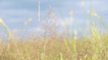Sahadaki sarı çimenleri kapatın. Güzel bir gün batımında ya da gün doğumunda çimenler rüzgara karşı esiyor, ağır çekimde. Vahşi doğa kavramı. Açık havada güneşli bir yaz gününde sarı çayır çimenleri.