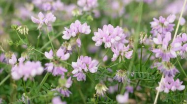 Securigera (Coronilla) varia çiçekleri. Mor kaplama vetch. Securigera varia dağlık bir bölgede çiçek açar. Mor ve beyaz taç çiçekleri.