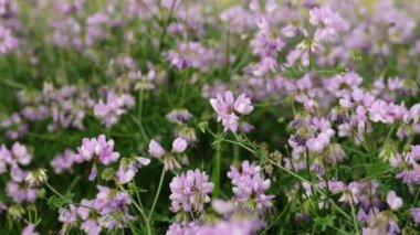 Securigera (Coronilla) varia çiçekleri. Mor kaplama vetch. Securigera varia dağlık bir bölgede çiçek açar. Mor ve beyaz taç çiçekleri.