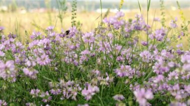 Securigera (Coronilla) varia çiçekleri. Mor kaplama vetch. Securigera varia dağlık bir bölgede çiçek açar. Mor ve beyaz taç çiçekleri.