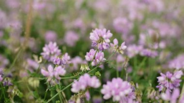 Securigera (Coronilla) varia çiçekleri. Mor kaplama vetch. Securigera varia dağlık bir bölgede çiçek açar. Mor ve beyaz taç çiçekleri.