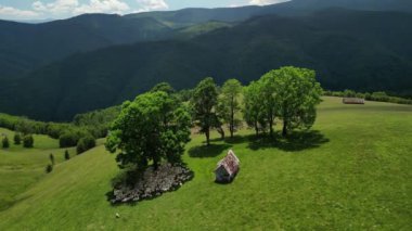 Koyun sürülerinin hava drone görüntüsü ağacın altındaki dağlarda dinleniyor. Karpat dağlarında yeşil bir çayır. Gökyüzü manzarasında otlayan koyun sürüsü gibi. Romanya ve Paltini