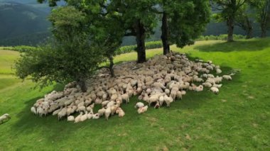 Koyun sürülerinin hava drone görüntüsü ağacın altındaki dağlarda dinleniyor. Karpat dağlarında yeşil bir çayır. Gökyüzü manzarasında otlayan koyun sürüsü gibi. Romanya ve Paltini