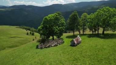 Koyun sürülerinin hava drone görüntüsü ağacın altındaki dağlarda dinleniyor. Karpat dağlarında yeşil bir çayır. Gökyüzü manzarasında otlayan koyun sürüsü gibi. Romanya ve Paltini