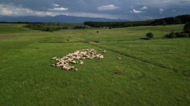 Büyük koyun sürüsünün insansız hava aracı görüntüleri dağlarda otlayan büyük koyun sürüsü Avrupa dağlarında yüksek irtifada geleneksel çobanlık yapıyor. Transilvanya, Romanya
