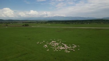 Tarladaki koyun sürüsünün havadan görünüşü. Karpat Dağı, Romanya.