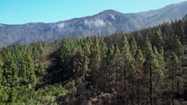 Teide Dağı 'nda La Caldera' nın üzerinde uçan bir hava aracı. Tenerife 'de yanmış orman, Kanarya Adası. Asfalt yolu Tenerife 'deki yanmış bir ormandan geçiyor. İspanya.