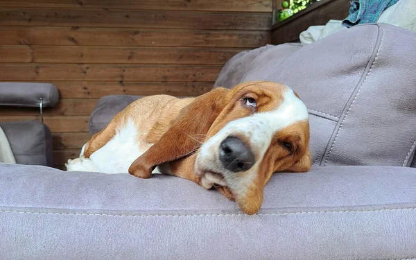 Adorable brown basset hound laying on couch. Just found the comfiest spot on the couch! This brown basset hound knows how to relax indoors.
