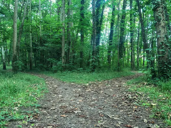森林中的绿林小径 — 图库照片