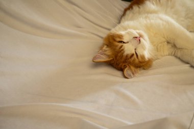 Yumuşak beyaz bir yüzey üzerinde tüylü turuncu ve beyaz bir kedi huzur içinde uyuyor. Kedinin kuyruğu vücuduna dolanmış, rahat ve huzurlu bir atmosfer yaratıyor.