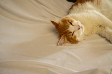 Turuncu ve beyaz tüylü bir kedi yumuşak beyaz bir yüzey üzerinde dik oturuyor, doğrudan kameraya bakıyor. Çalı gibi kuyruğu, vücudunun etrafında düzgün bir şekilde kıvrılır. Böylece rahatlamış ve tetikte görünür..