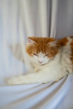 Turuncu ve beyaz tüylü bir kedi yumuşak beyaz bir yüzey üzerinde dik oturuyor, doğrudan kameraya bakıyor. Çalı gibi kuyruğu, vücudunun etrafında düzgün bir şekilde kıvrılır. Böylece rahatlamış ve tetikte görünür..