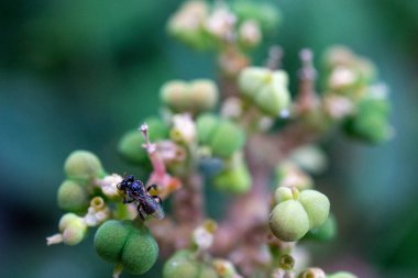 Karıncalar yuva yapmak için yeşil yaprağı ısırmaya yardım eder - hayvan davranışları.