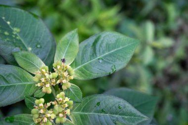 Doğa arkaplanı için doğal yeşil yaprağın üst görünümü