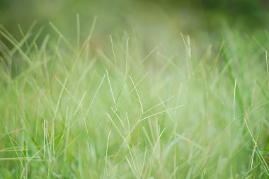 Mavi gökyüzü ve beyaz bulutlu yemyeşil çimenler..