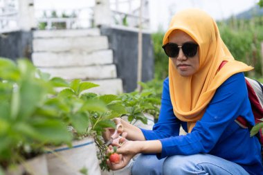 Endonezyalı genç bir Asyalı kadın çilek tarlasından çilek topluyor..