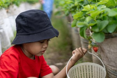 Çilek tarlasında çilek toplayan çocuk.