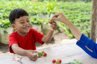 Çilek tarlasında çilek toplayan çocuk.