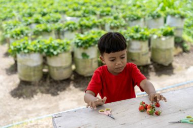 Çilek tarlasında çilek toplayan çocuk.