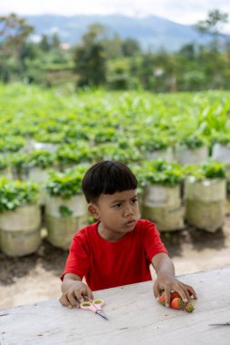 Çilek tarlasında çilek toplayan çocuk.
