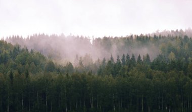 Sis ormanın ortasından yükseliyor.
